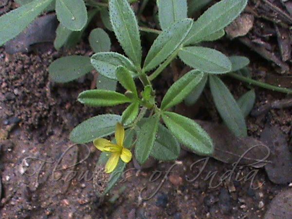 Rough Spider Flower
